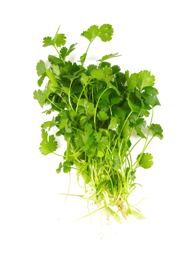 File 2 - Cilantro