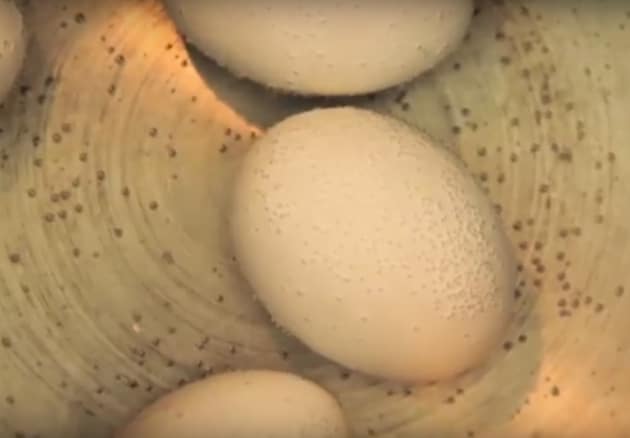 Boiled Eggs