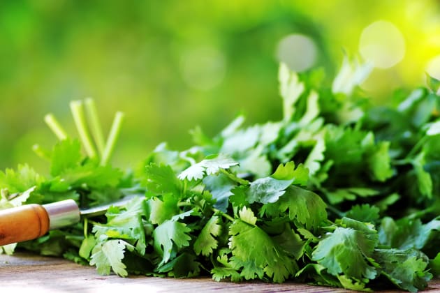 File 1 - Cilantro