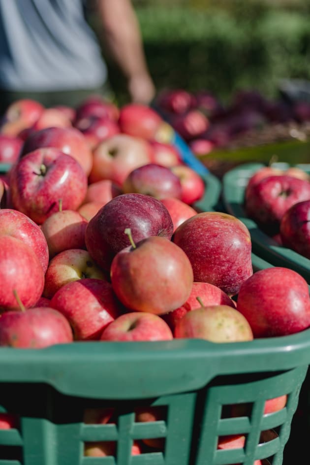 The Best Apples for Juicing Food Fanatic